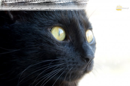 Wyślij zdjęcie swojego kota i wygraj! Oława