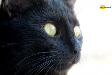 Wyślij zdjęcie swojego kota i wygraj! Oława