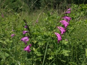 Konkurs "Świętokrzyski Park Narodowy - sierpień 2017"
