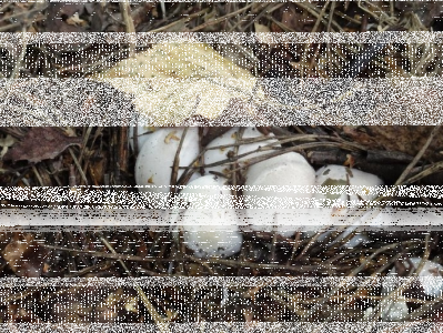 Konkurs "Październik 2017 Przyroda świętokrzyska"