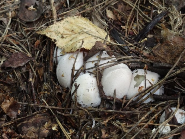 Konkurs "Październik 2017 Przyroda świętokrzyska"