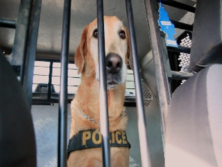 Konkurs "Nat Geo Wild z nagrodami" do godz. 20:00