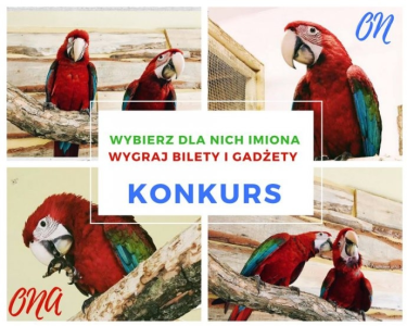 Warszawa: Wymyśl imiona dla papug i wygraj bilety do papugarni