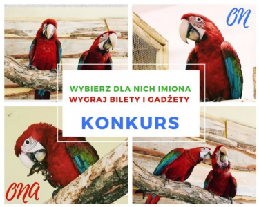 Warszawa: Wymyśl imiona dla papug i wygraj bilety do papugarni