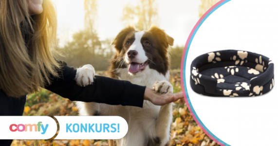 Konkurs fotograficzny "Jesienne wieczory z psem/kotem"