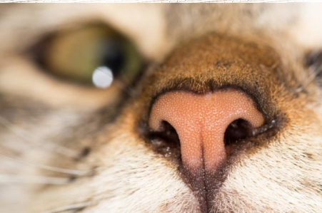 Konkurs "Koci nosek"