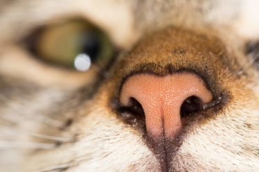 Konkurs "Koci nosek"