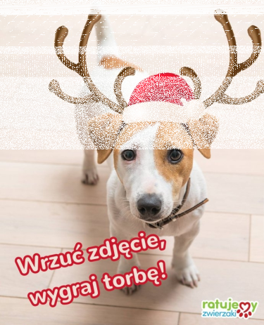 Konkurs fotograficzno-mikołajkowy