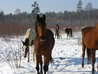 Konkurs na najładniejszy rysunek konia