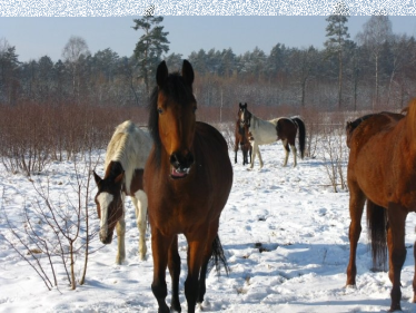 Konkurs na najładniejszy rysunek konia