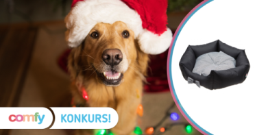 Konkurs fotograficzny: wygraj legowisko COMFY LOLA