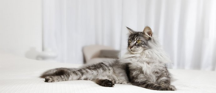 Konkurs "Kociarze: Podejmij wyzwanie"