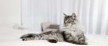 Konkurs "Kociarze: Podejmij wyzwanie"