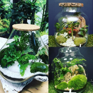 Wygraj na Dzień Kobiet kawałek lasu do domu