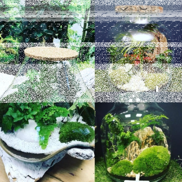 Wygraj na Dzień Kobiet kawałek lasu do domu