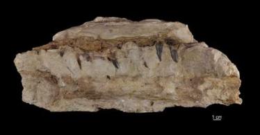 Konkurs "Zagadka marcowa"