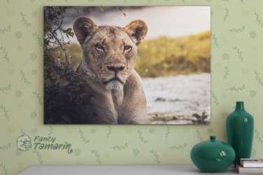 Wygraj ekologiczny obraz z lwicą