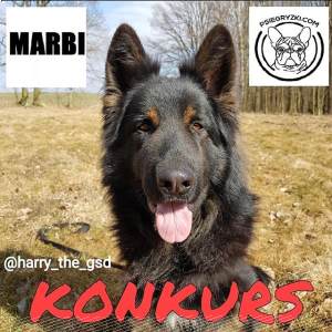 Konkurs fotograficzny od harry_the_gsd
