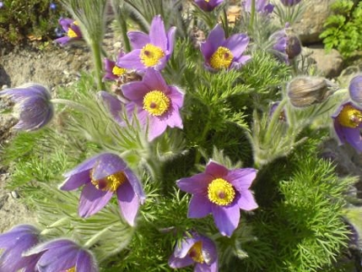 Konkurs "Wiosenne zagadki"