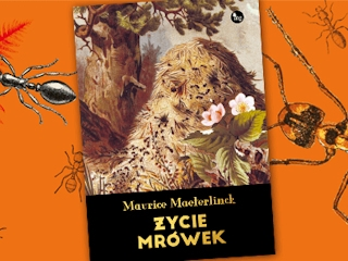 Wygraj książkę "Życie mrówek" do godz. 20:00