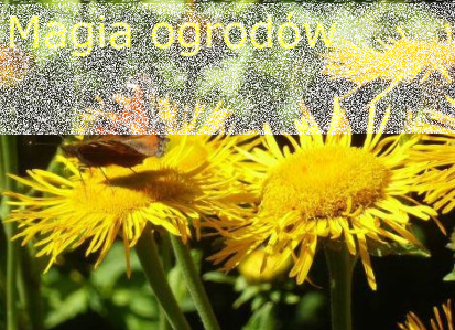 III Ogólnopolski Konkurs Poetycki "Magia ogrodów"