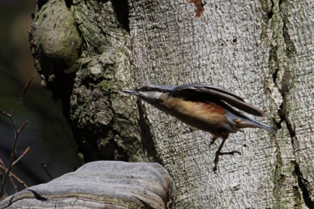 Konkurs "Przyroda Świętokrzyska-maj 2018"