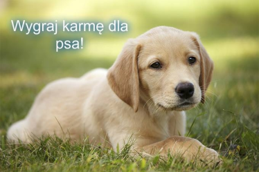 Konkurs "Wygraj karmę dla psa"