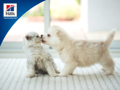 Konkurs fotograficzny "Dni szczeniąt i kociąt"