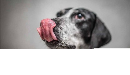 Konkurs "Pies w mojej rodzinie" do godz. 12:00