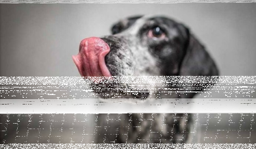 Konkurs "Pies w mojej rodzinie" do godz. 12:00