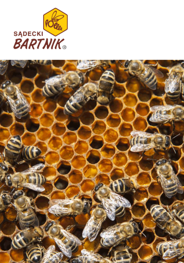 Konkurs "Pszczoła i jej otoczenie"