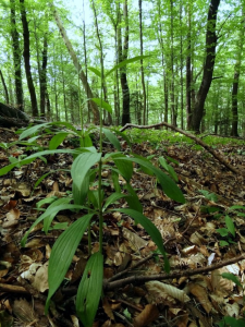 Konkurs "Świętokrzyska Przyroda – sierpień 2018"