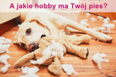 Konkurs fotograficzny "Psie hobby"