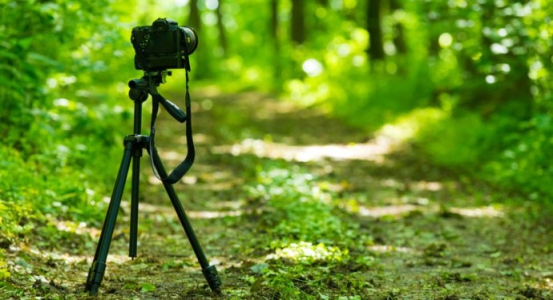 Konkurs "Lasy z obiektywach leśników"