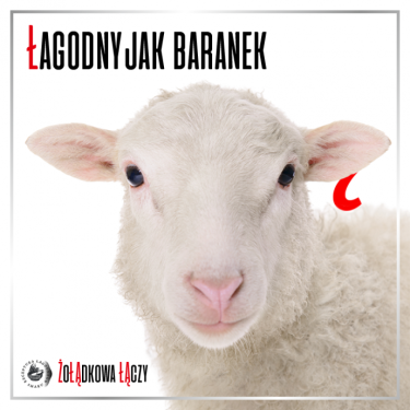 Konkurs "Łagodny jak baranek" 18+