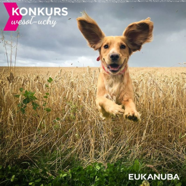 Konkurs "Wesołuchy sierpień 2018"