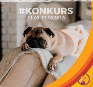 Konkurs fotograficzny "Jak śpi mój pupil"