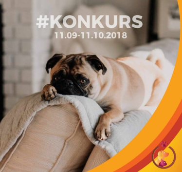 Konkurs fotograficzny "Jak śpi mój pupil"