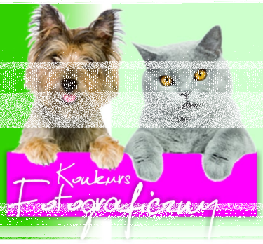 Ełk: Konkurs fotograficzny "Nasze zwierzaki"