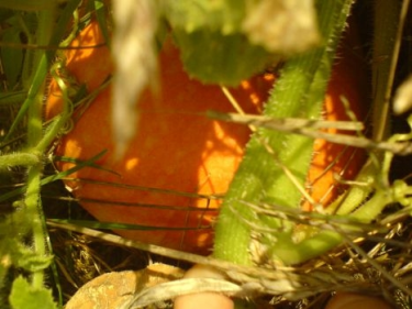 Konkurs "Jesienne zagadki w Teleranku TVP ABC"