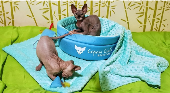 Konkurs "Niespodzianka"