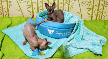 Konkurs "Niespodzianka"