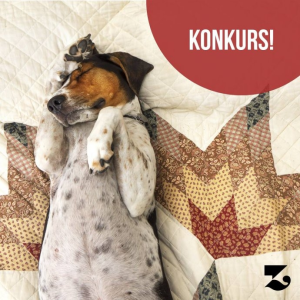 Lublin: Konkurs fotograficzny dla miłośników psów