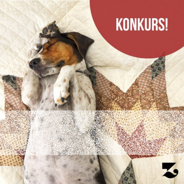 Lublin: Konkurs fotograficzny dla miłośników psów