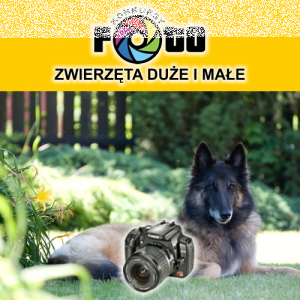 Konkurs "Zwierzęta duże i małe"