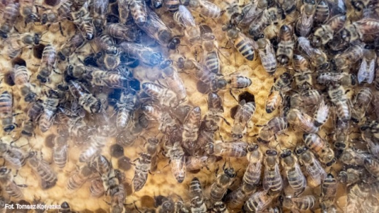 Konkurs "Bliżej pszczół" - III edycja