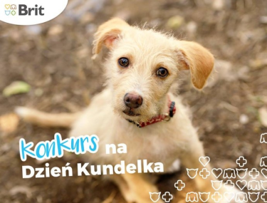 Konkurs "Dzień Kundelka – wszystkie czworonogi nasze są"