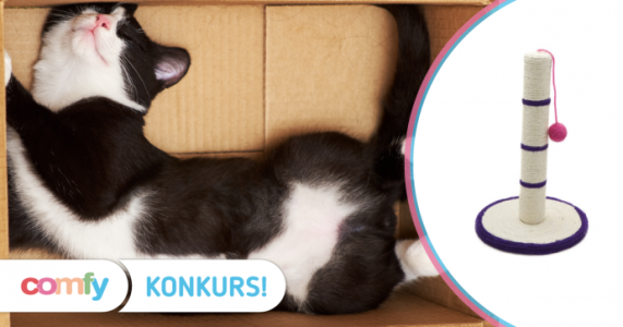 Konkurs fotograficzny "Zdjęcie kota z pudełkiem"