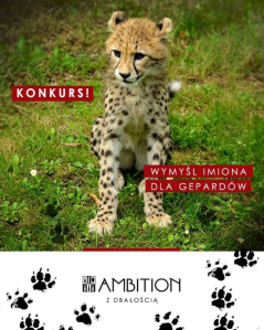 Konkurs "Wymyśl imiona dla gepardów"