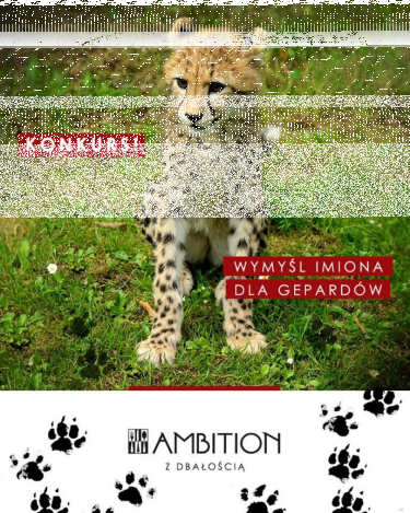 Konkurs "Wymyśl imiona dla gepardów"